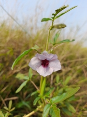 Sesamum triphyllum