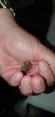 Litoria rubella