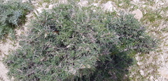 Astragalus spinosus