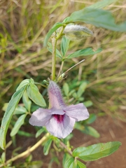 Sesamum triphyllum