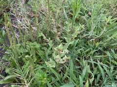 Centaurium japonicum