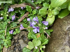 Ajuga pygmaea
