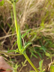 Sesamum triphyllum