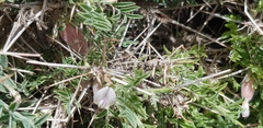 Astragalus spinosus
