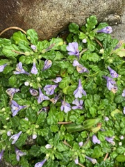 Ajuga pygmaea