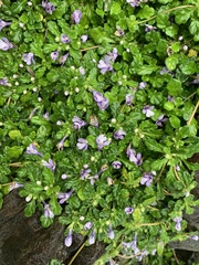 Ajuga pygmaea