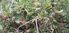 Astragalus spinosus