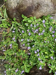 Ajuga pygmaea
