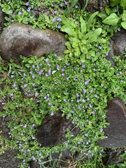 Ajuga pygmaea