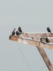 Phalacrocorax carbo