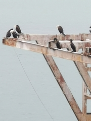 Phalacrocorax carbo