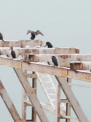 Phalacrocorax carbo