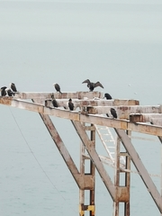 Phalacrocorax carbo