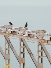 Phalacrocorax carbo