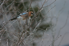 Garrulus glandarius brandtii