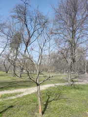 Sorbus aucuparia