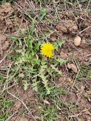 Taraxacum officinale