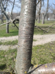 Sorbus aucuparia