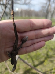 Sorbus aucuparia