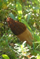 Morchella dunalii