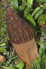 Morchella dunalii