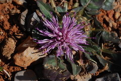 Centaurea raphanina raphanina