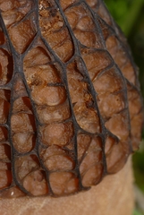 Morchella dunalii