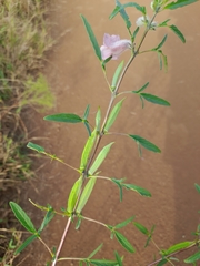 Sesamum triphyllum