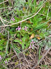 Chorispora tenella