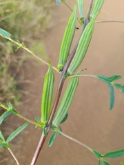 Sesamum triphyllum