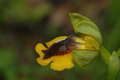 Ophrys lutea phryganae