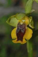 Ophrys lutea phryganae