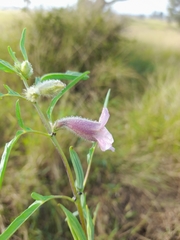 Sesamum triphyllum
