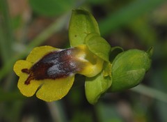 Ophrys lutea phryganae