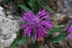 Centaurea rhaetica