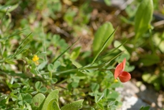 Lathyrus cicera