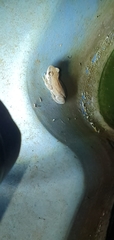 Litoria rubella