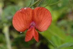 Lathyrus cicera