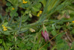 Lathyrus cicera