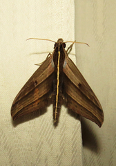 Elibia dolichus