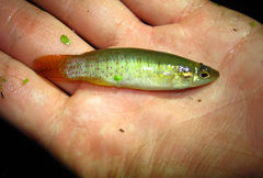 Fundulus chrysotus