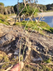 Eragrostis interrupta