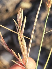 Eragrostis interrupta