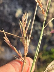 Eragrostis interrupta