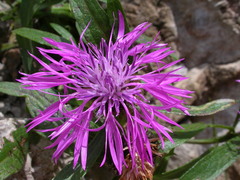 Centaurea rhaetica