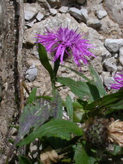 Centaurea rhaetica