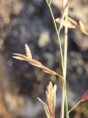 Eragrostis interrupta