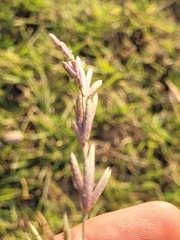 Eragrostis interrupta