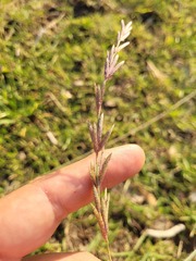 Eragrostis interrupta