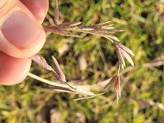 Eragrostis interrupta